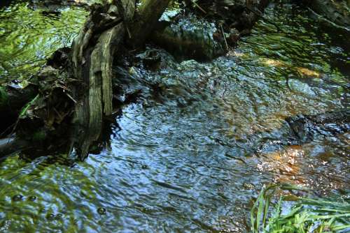 Bach Water Waters Flowing Forest Green Movement