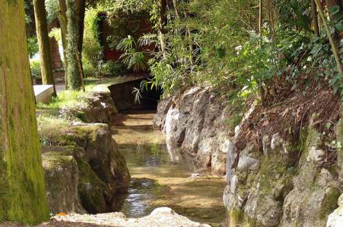 Bach Trickle Forest Idyll Nature Rest