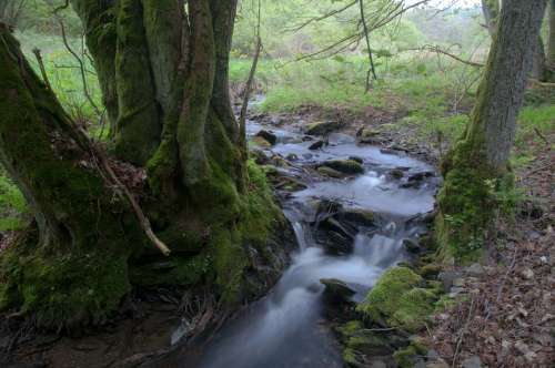 Bach Blurry Long Exposure Forest Natuschutzgebiet