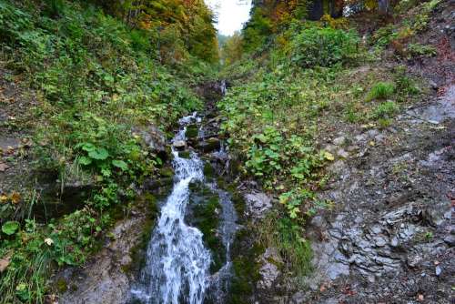Bach Trickle Nature Forest Watercourse Murmur