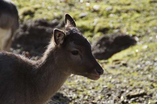 Backlighting Fawn Bambi Young Deer Roe Deer