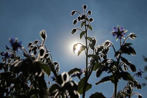 Backlighting Sun Nature Flowers Flowering Stems