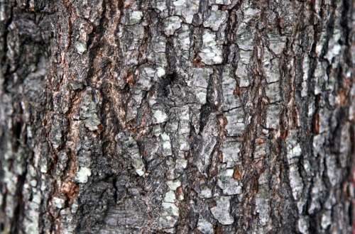 Background Bark Wood Brown Gray Nature