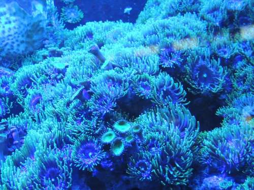 Background Blue Water Coral Reef Underwater