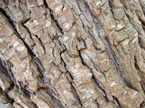 Background Texture Rough Tree Bark Design Web