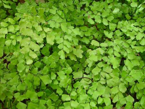 Background Leafy Delicate Leaves Leaf Landscapes