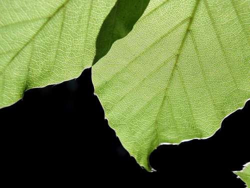 Background Black Leaves Leaf Landscapes Nature