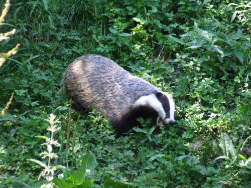 Badger Animal Nature Forest Green Morning Mammal