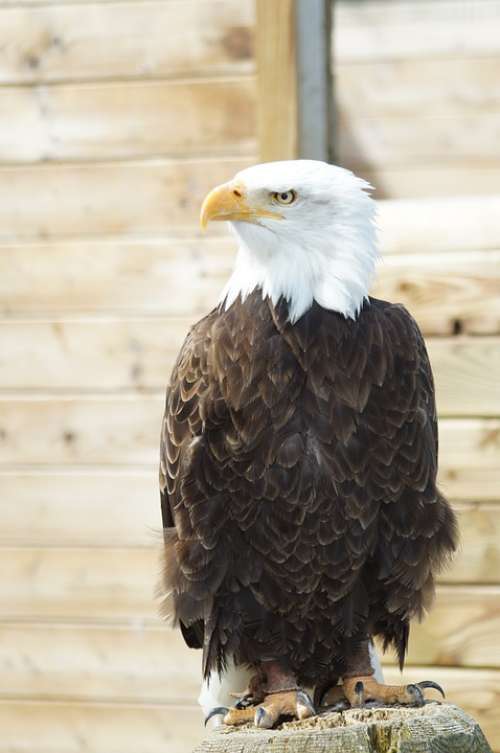 Bald Eagle Adler Bird Plumage Bird Of Prey Fluffy