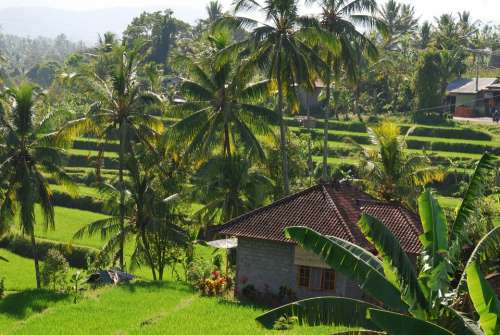 Bali Paddy Green Nature Hut Landscape