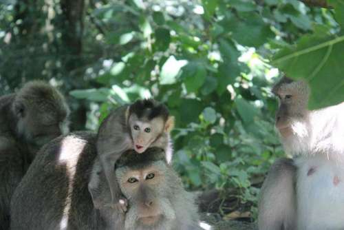 Bali Ubud Monkey Forest Baby Monkey Indonesia