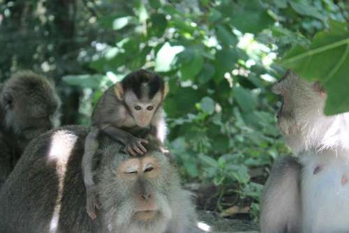 Bali Ubud Monkey Indonesia Baby Monkey Playing