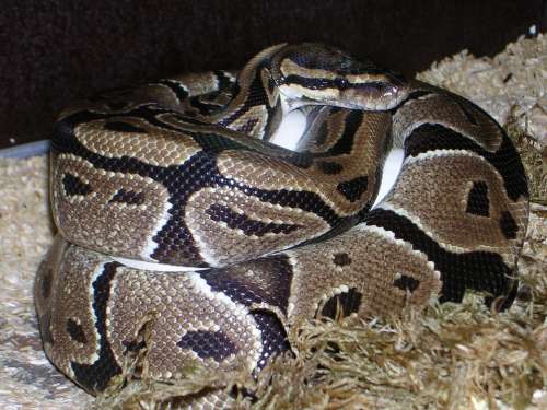 Ball Python Python Regius Snake Reptile Constrictor