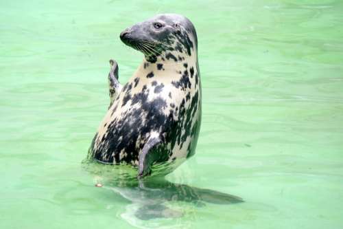 Baltic Ringed Seal Print Kaliningrad Zoo