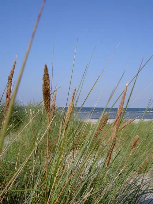Baltic Sea Beach Grass Sea Coast