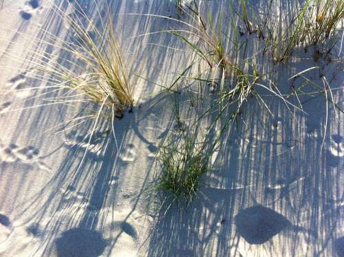 Baltic Sea Sand Beach Dune Plant Shadow Nature
