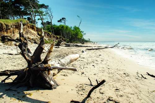 Baltic Sea Coast Darß Beach Tree Break Wild