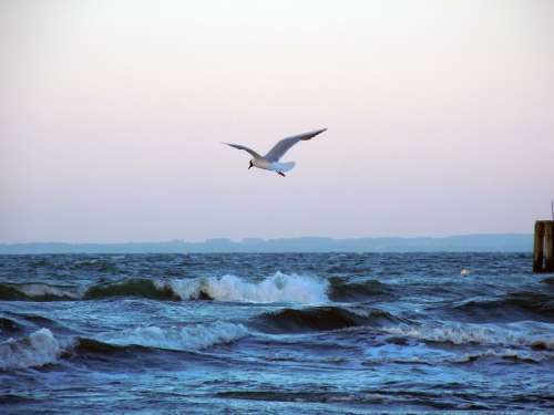Baltic Sea Seagull Flying Bird Wave