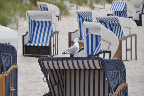 Baltic Sea Seagulls Gulls Coast Lake Sea