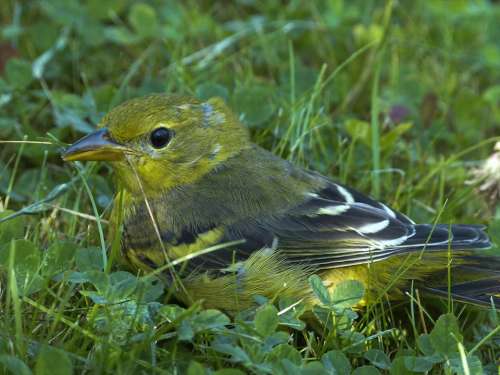 Baltimore Oriole Bullocks Oriole Female Bird