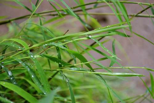 Bamboo Tiny Bamboo Grass Water Drops Leaves