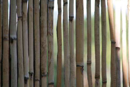 Bamboo Yellow Bamboo Halme Fence Bamboo Greenhouse