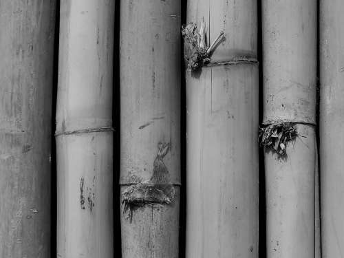 Bamboo Bamboo Forest Leaves Bamboo Shoot Branch