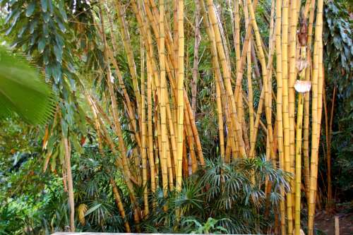 Bamboo Bali Nature