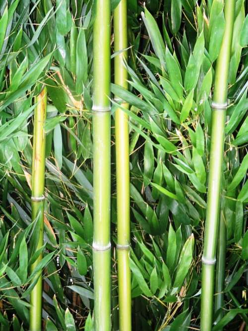 Bamboo Bamboo Cane Plant Geblichgruen Bamboo Leaves