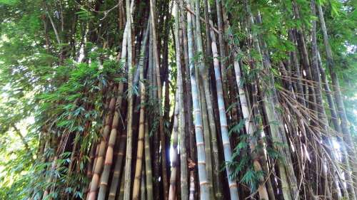 Bamboo Bamboo Grove Bamboos