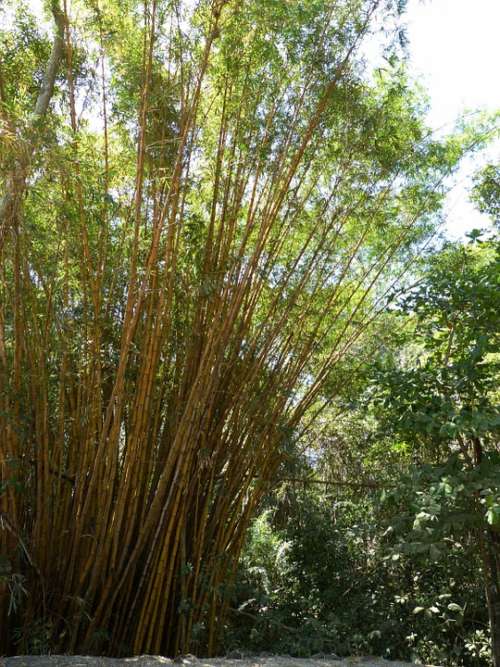 Bamboo Grass Bamboo Plants Yellow Bamboo Forest
