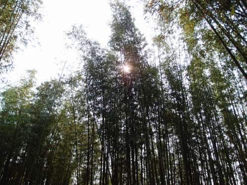 Bamboo Sun Nature Day Plant Green Sky