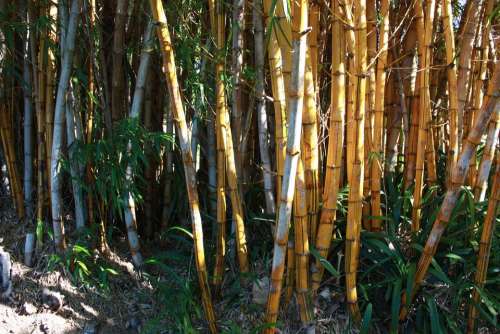Bamboo Trees Nature Green Jungle Growth Tropical