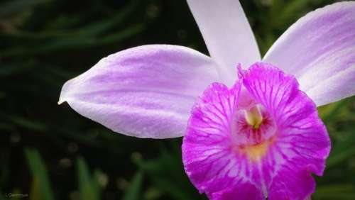 Bamboo Orchid Flowers Garden