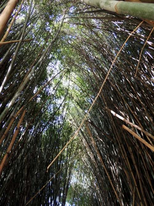 Bamboos Bamboo Grove Bamboo Forest