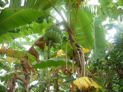Banana Green Plant Leaf Fruit Tropical