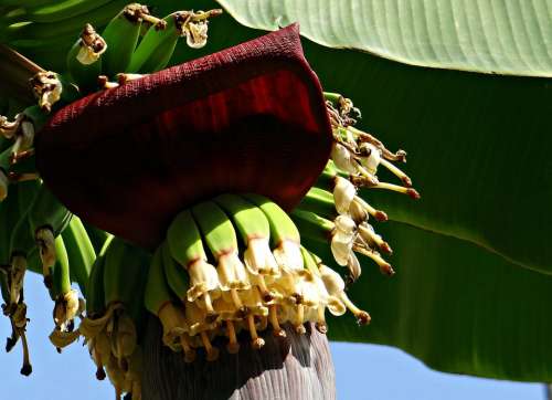 Banana Bunch Flowers Blossoms Baby Banana Plantain