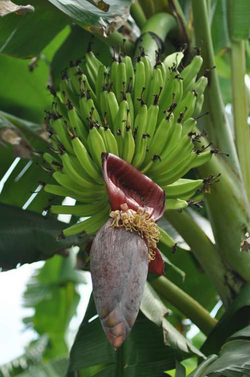 Banana Tree Fruit Green Plant Tropical Leaf