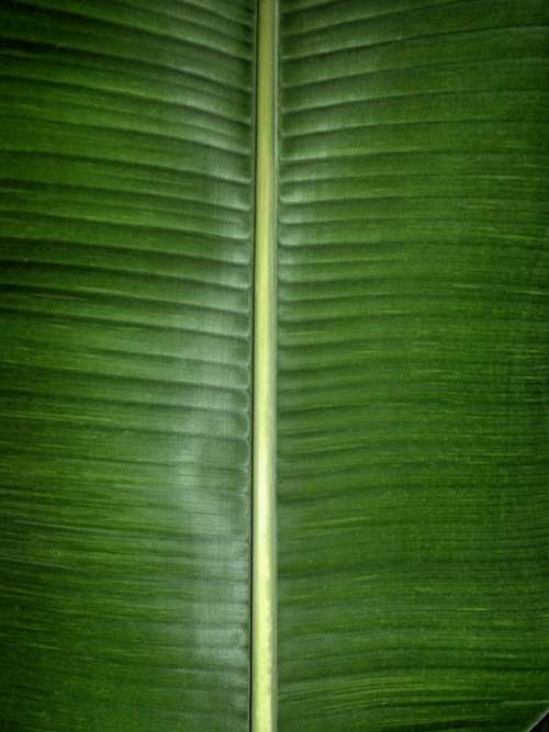 Banana Leaf Green Nature Fresh Natural Food