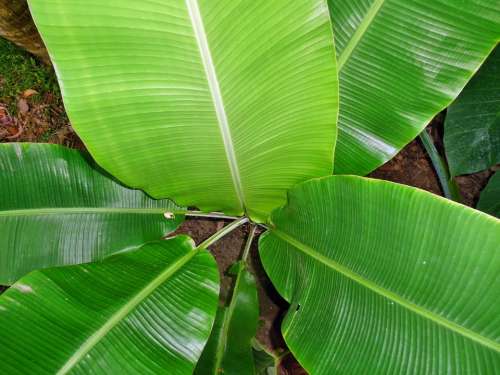 Banana Leaves Plant Leafs Green Nature Tropical
