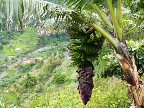 Banana Palm Blossom Bloom Madeira