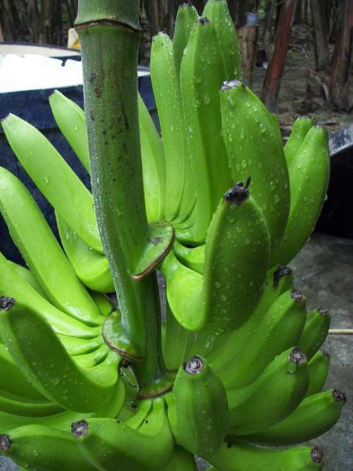 Banana Shrub Cavendish Variety Bio Ecuador Harvest