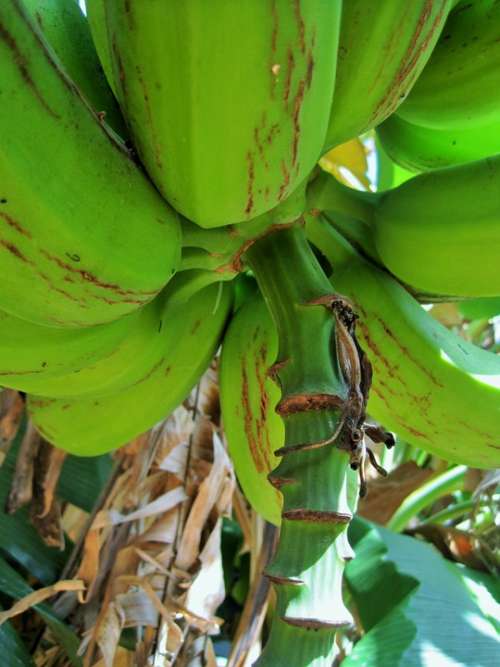 Banana Tree Tree Banana Fruit Bananas Green Bunch