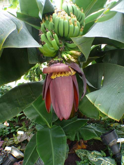 Banana Tree Bananas Shrub Banana Shrub Fruit Leaf