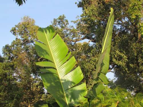 Banana Tree Leaf Palm Leaf Leaf Exotic Dharwad