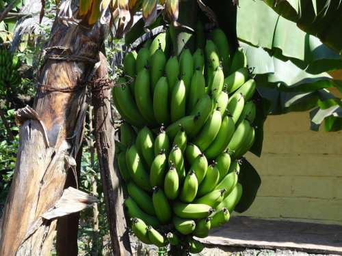 Bananas Fruit Bunch Banana Tree Green Unripe