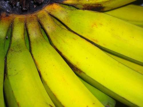 Bananas Fruit Green Yellow Tundun