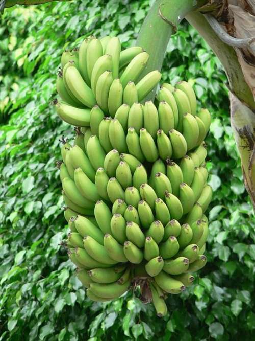 Bananas Green Tree Banana Trees Plants Flora