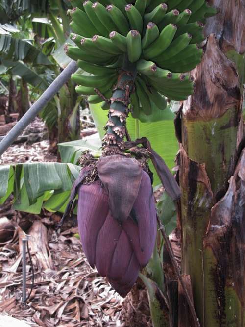 Bananas Banana Shrub Banana Flower La Palma