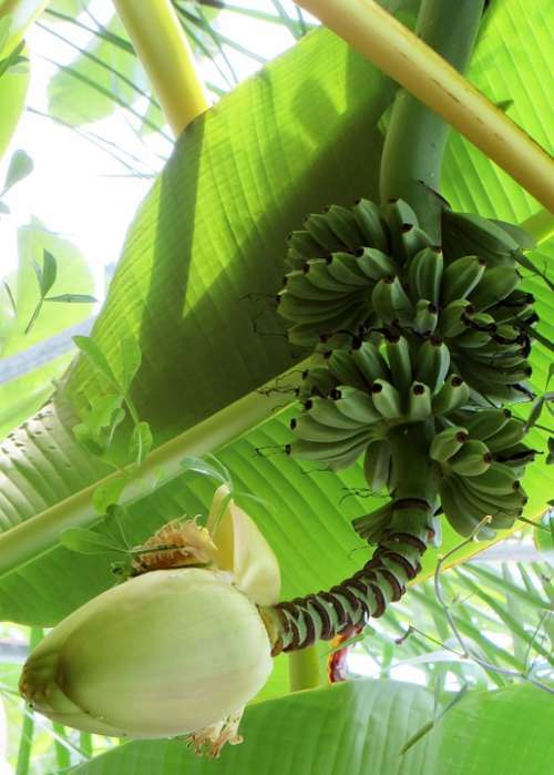 Bananas Banana Shrub Banana Flower Tropical